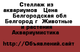 Стеллаж из 8 аквариумов › Цена ­ 38 000 - Белгородская обл., Белгород г. Животные и растения » Аквариумистика   